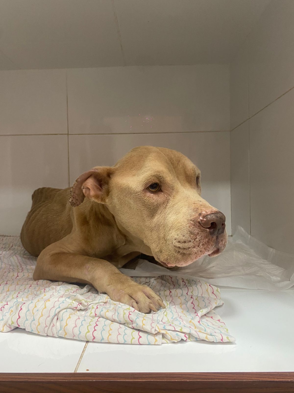 Fiel, Pitbull disponível para adoção